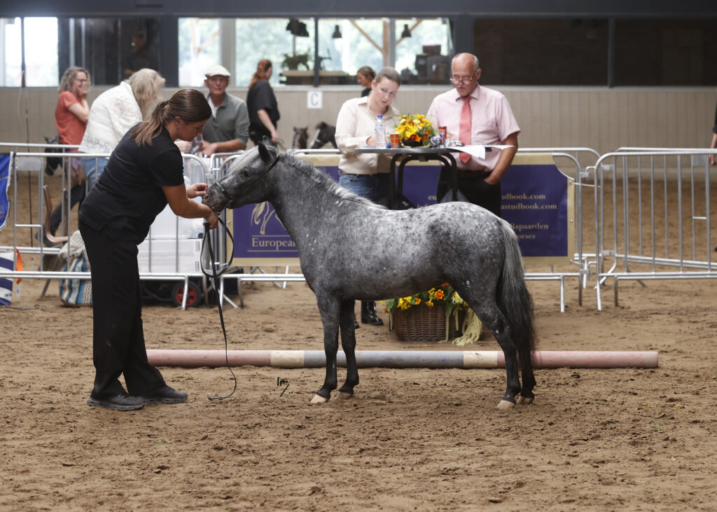 Falabella Chanel Resto Cazador aug. 2025