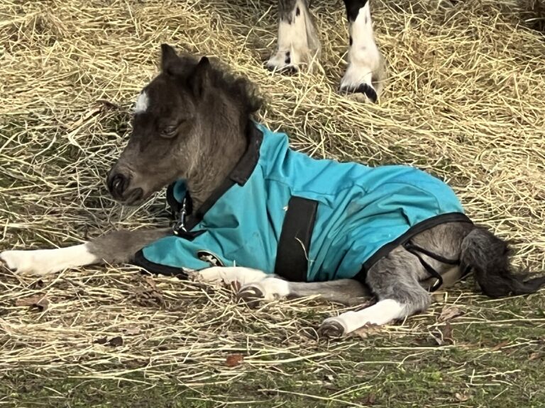 Veulens te koop – Falabella