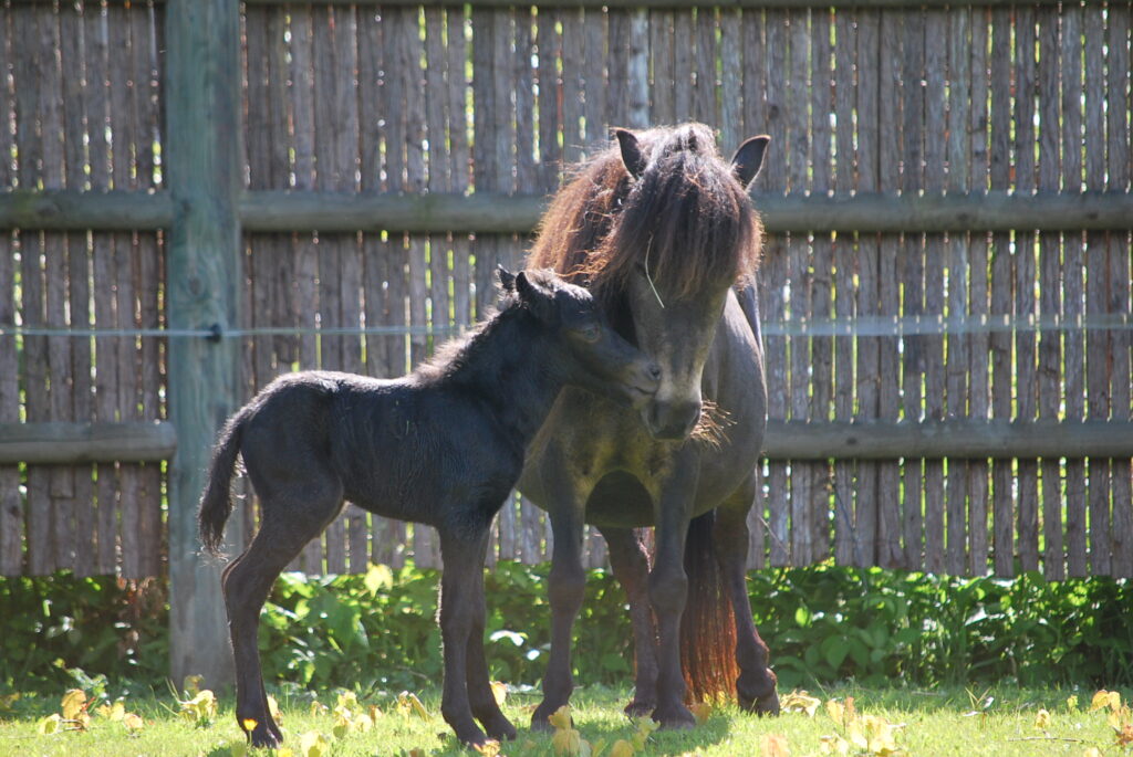 Falabella foal Bibi Resto Cazador