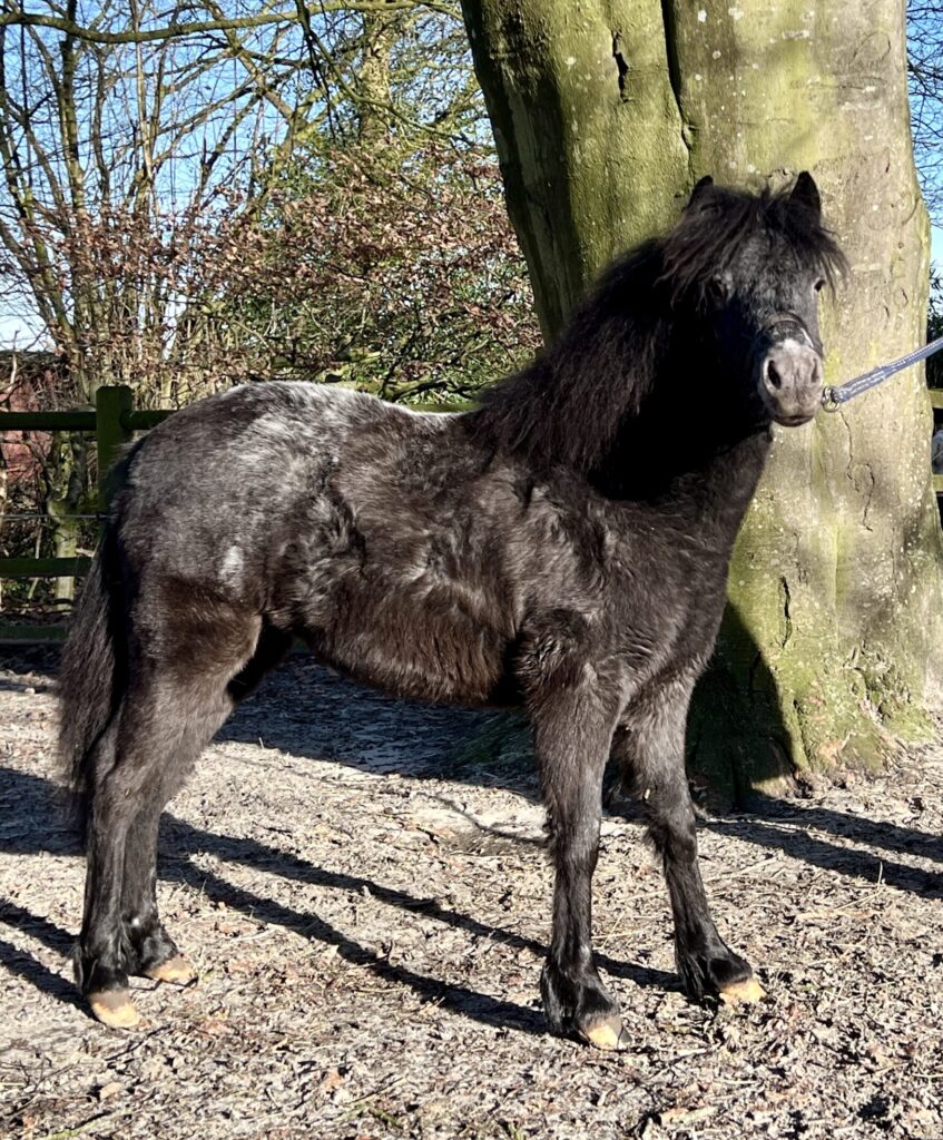 Falabella Chanel Resto Cazador