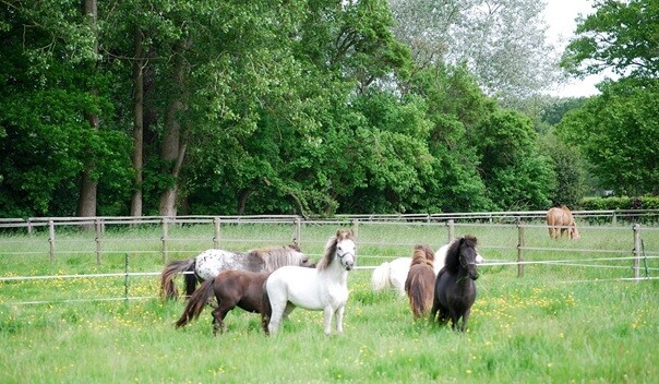 Falabella