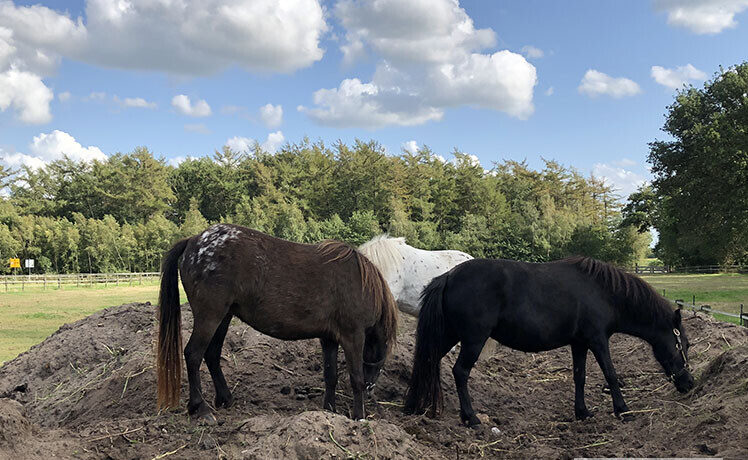 Falabella's die zand eten