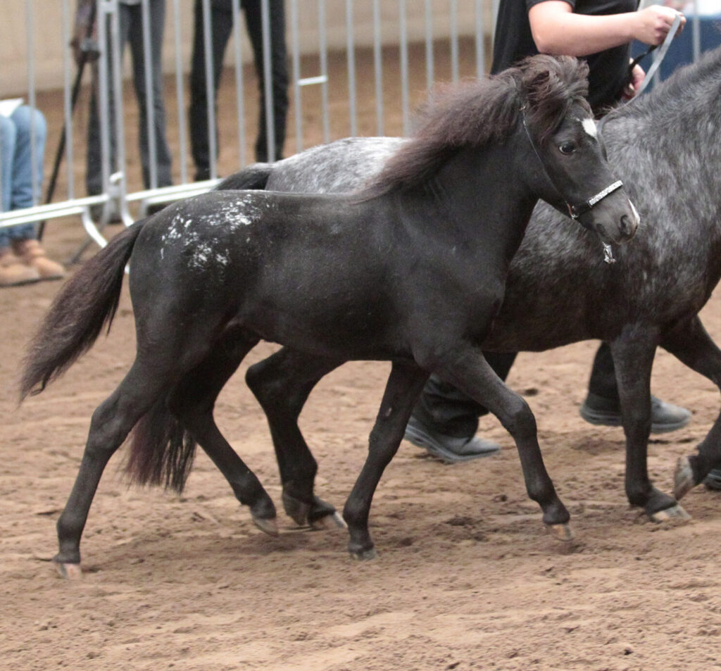Falabella Goya Resto Cazador aug. 2025