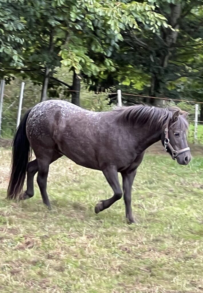 Falabella Repko F Noelia
