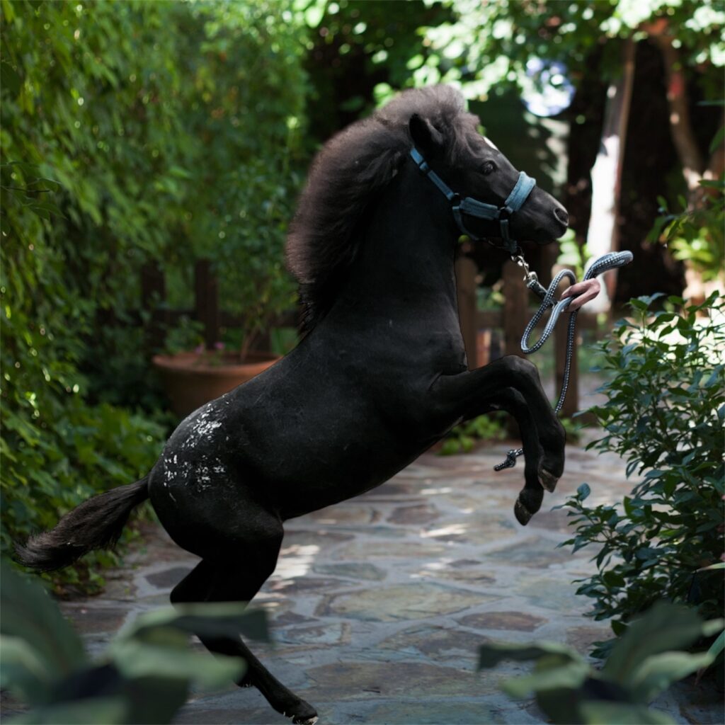 Falabella Goya Resto Cazador