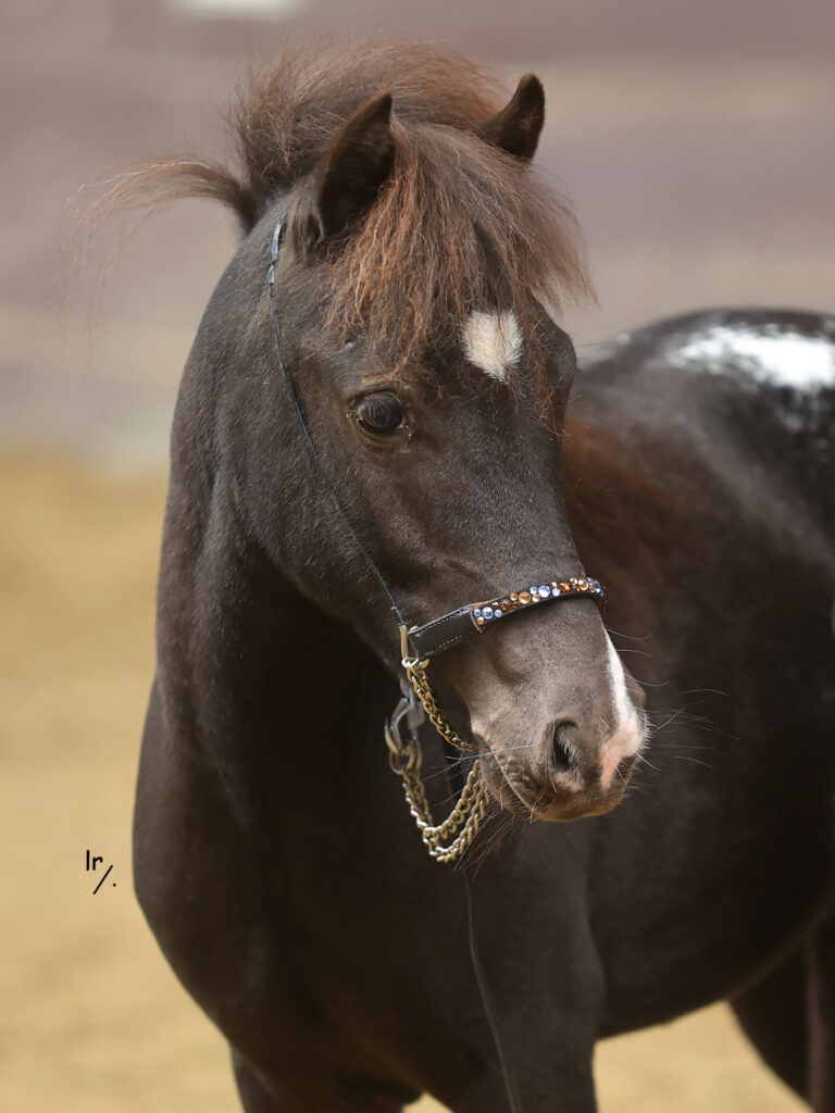Falabella Goya Resto Cazador
