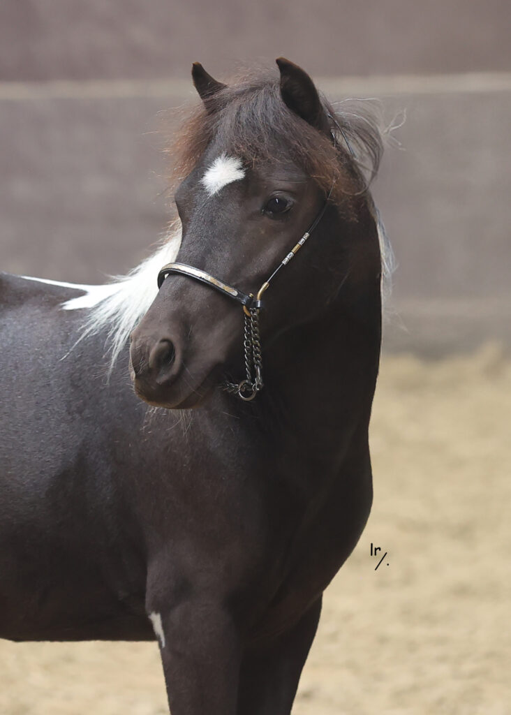 Falabella Moya Resto Cazador